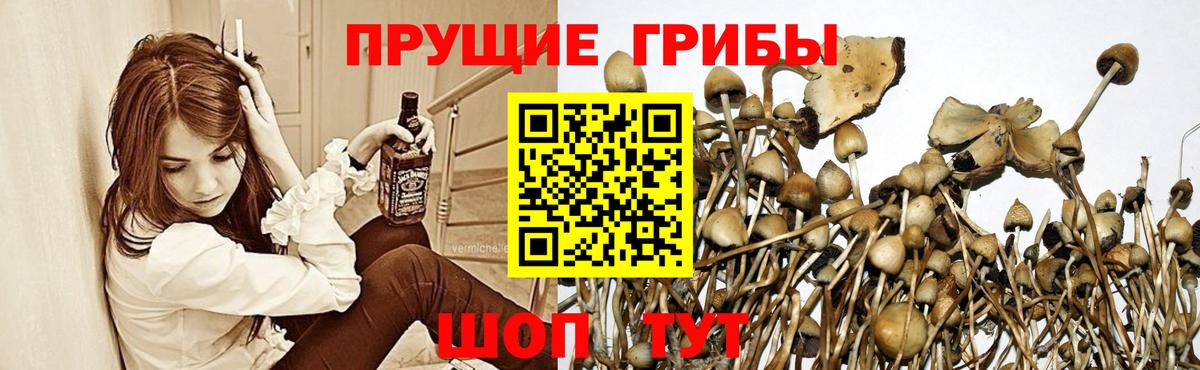 Галлюциногенные грибы Psilocybe Людиново